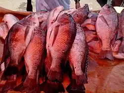 Chambo (tilapia)
