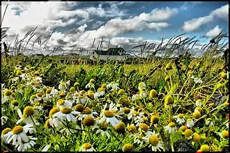 Camomilles sauvages.