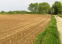 Champ caillouteux d'origine morainique à Grenay