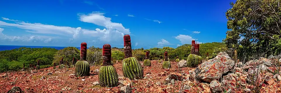 Cactus « Têtes à l'Anglais » poussant en zone aride.