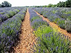 Champ de lavandes.