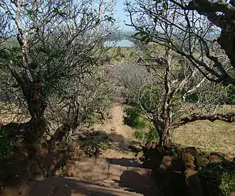 Volées de marches bordées de frangipaniers.