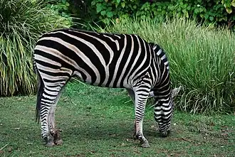 Equus quagga chapmani (zèbre de Chapman).