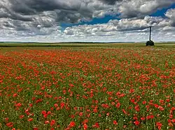 Champs de coquelicots à Prunay-Belleville dans l'ouest.