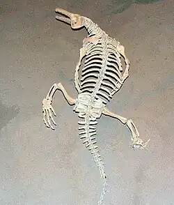 Squelette de Champsosaurus