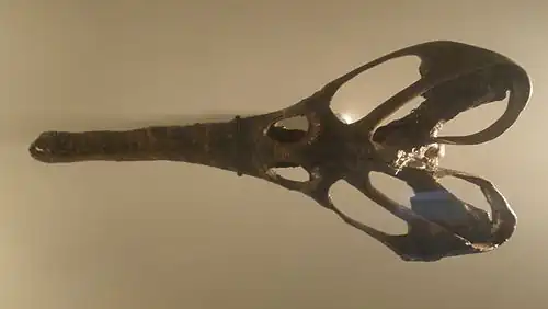 Crâne cordiforme de Champsosaurus laramiensis