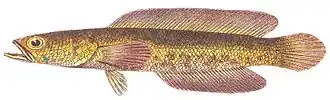Description de l'image Channa cyanospilos after Bleeker 1878.jpg.