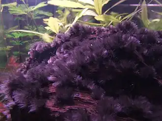 Chantransja sp. (Batrachospermales)