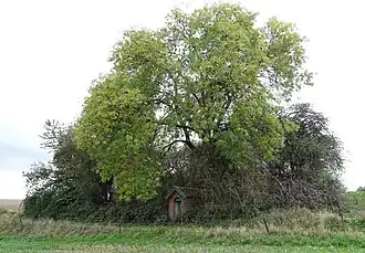 Chapelle Sainte-Barbe avec un arbre sur un terril d'une exploitation minière.