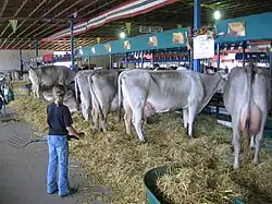 photo couleur de vaches vues de l'arrière, attachées à une barrière. Elles ont toute une robe gris clair avec les fesses et le ventre blanc et une mamelle rose bien développée.