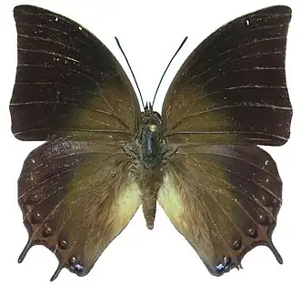 Description de l'image Charaxes antonius male.jpg.