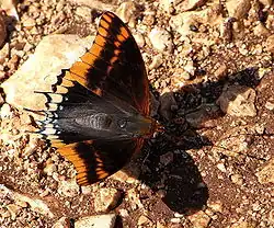 Imago, face supérieure