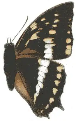 Description de l'image Charaxes odysseus.JPG.