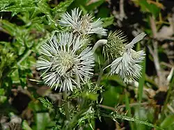 Chardon laiteux blancGalactites elegans