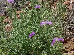 Chardon laiteuxGalactites elegans