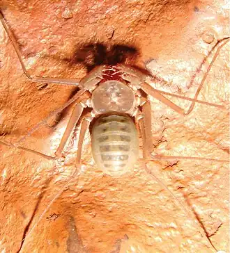 Description de l'image Charinus carajas.jpg.