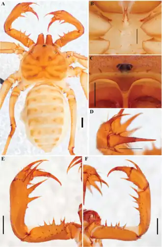 Description de l'image Charinus cavernicolus (10.5852-ejt.2021.772.1505) Figure 95.png.