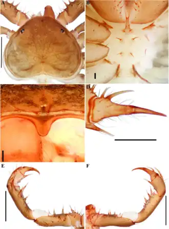 Description de l'image Charinus cubensis (10.5852-ejt.2021.772.1505) Figure 20.png.