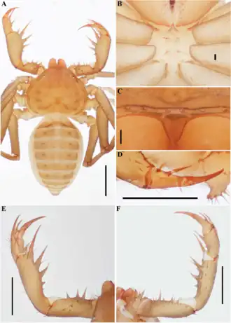 Description de l'image Charinus dominicanus (10.5852-ejt.2021.772.1505) Figure 21.png.