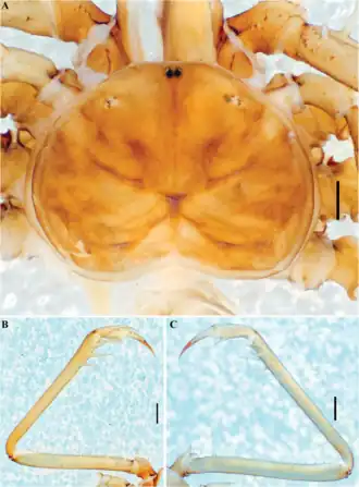 Description de l'image Charinus fagei (10.5852-ejt.2021.772.1505) Figure 89.png.