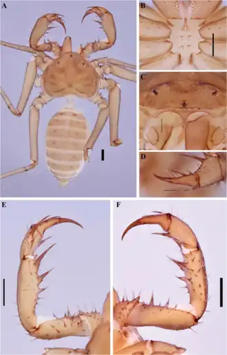 Description de l'image Charinus guayaquil (10.5852-ejt.2021.772.1505) Figure 35.png.