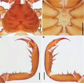 Description de l'image Charinus insularis (10.5852-ejt.2021.772.1505) Figure 36.png.