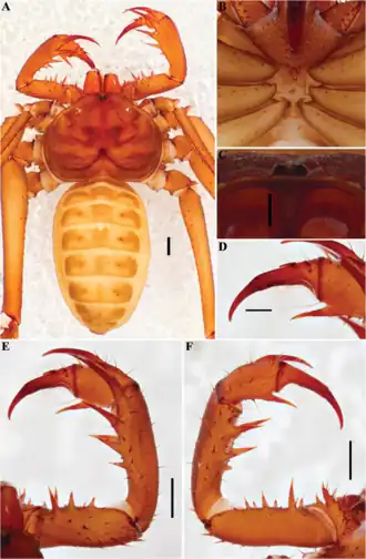 Description de l'image Charinus loko (10.5852-ejt.2021.772.1505) Figure 90.png.