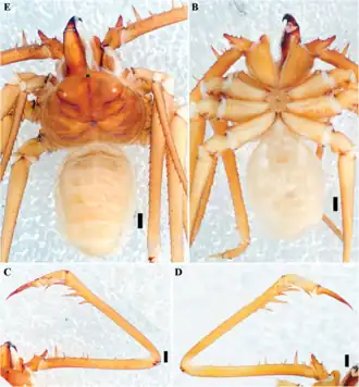 Description de l'image Charinus milloti (10.5852-ejt.2021.772.1505) Figure 93.png.