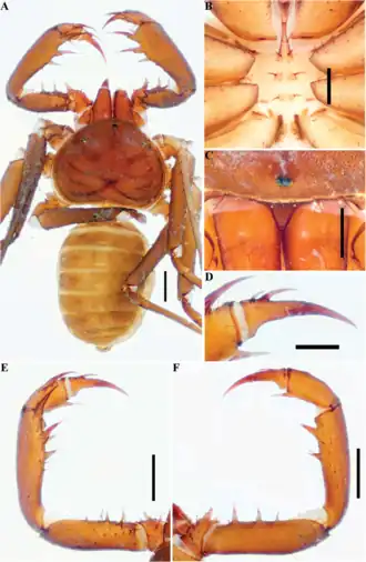 Description de l'image Charinus miskito (10.5852-ejt.2021.772.1505) Figure 24.png.