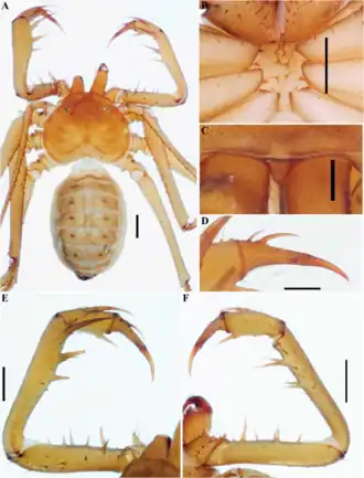 Description de l'image Charinus mocoa (10.5852-ejt.2021.772.1505) Figure 42.png.