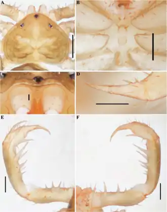 Description de l'image Charinus palikur (10.5852-ejt.2021.772.1505) Figure 31.png.