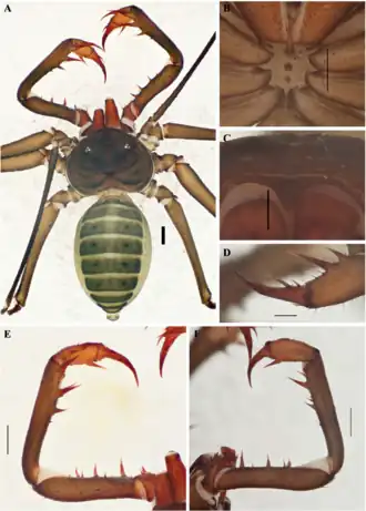 Description de l'image Charinus perquerens (10.5852-ejt.2021.772.1505) Figure 32.png.