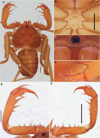 Description de l'image Charinus souzai (10.5852-ejt.2021.772.1505) Figure 76.png.