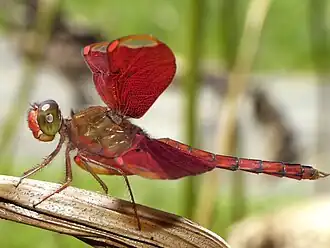 Description de cette image, également commentée ci-après