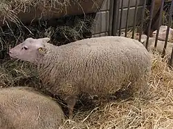 Brebis de race charmoise