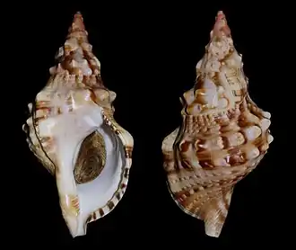 Charonia lampas « sauliae »