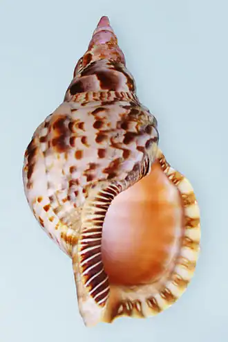 Description de l'image Charonia re.jpg.