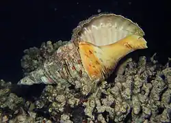 Triton géant (Charonia tritonis)