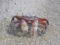 Chasmagnathus granulatus