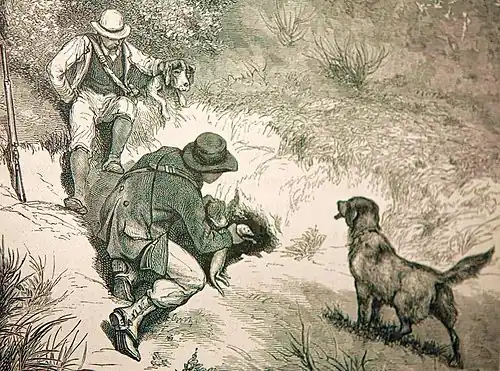 Chasse au furet (milieu du XIXe&nbsp;siècle).