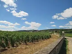 Le vignoble du clos de Vougeot