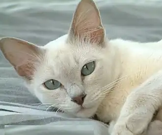 Chatte tonkinoise poil long lilac mink.