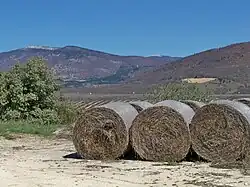 Chaumes de lavande, résidu de la distillation à La Rochegiron