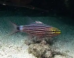 Cheilodipterus macrodon (Apogonidae).