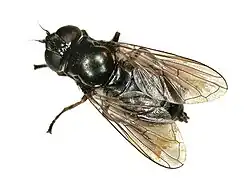 Cheilosia cynocephala