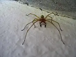 Mâle vue de face, avec ses 6 yeux et ses chélicères.