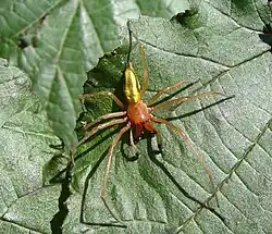 Cheiracanthium punctorium mâle