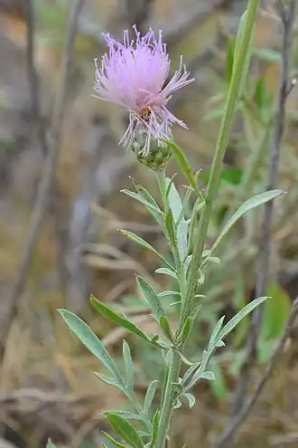 Description de l'image Cheirolophus intybaceus.JPG.