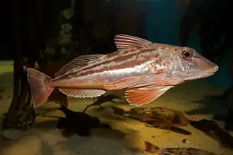 Chelidonichthys kumu.