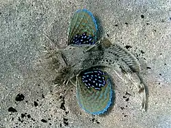 Chelidonichthys lucerna.